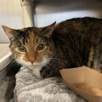 Domestic Short Hair Cats Available for Adoption - Freya | PetCurious