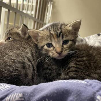 Everly -  Domestic Short Hair Cat for Adoption in Webster, Texas - Everly | PetCurious