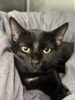 Rescue Domestic Short Hair Cats for Adoption in Winchester, Virginia - Jingles | PetCurious