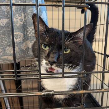 Domestic Short Hair Cats Available for Adoption in Huntington, West Virginia - BT ASAP | PetCurious
