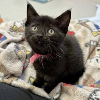 Aries -  Domestic Short Hair Cat for Adoption in Gwinn, Michigan - Aries | PetCurious