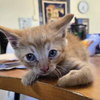 Lexus -  Domestic Short Hair Cat for Adoption in Desert Hot Springs, California - Lexus | PetCurious