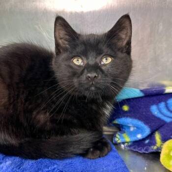 Domestic Short Hair Cats Available for Adoption in Matteson, Illinois - Charcoal | PetCurious