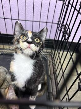 Dahlia -  Domestic Short Hair Cat for Adoption in El Paso, Texas - Dahlia | PetCurious