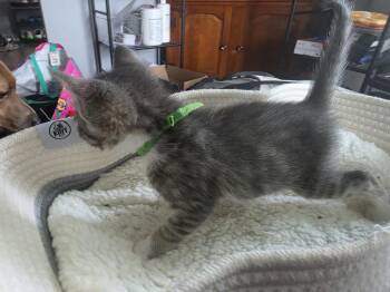 Morpeko -  Domestic Long Hair Cat for Adoption in Virginia Beach, Virginia - Morpeko | PetCurious