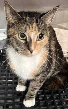 Kaleidoscope -  Domestic Short Hair Cat for Adoption - Kaleidoscope | PetCurious