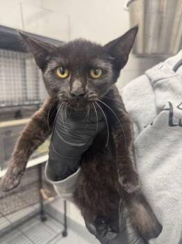 Ripley -  Domestic Short Hair Cat for Adoption in Sevierville, Tennessee - Ripley | PetCurious