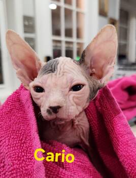 Cairo -  Sphynx Hairless Cat Cat for Adoption in North Augusta, South Carolina - Cairo | PetCurious