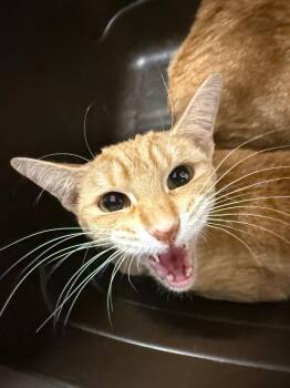 Short cake -  Domestic Short Hair Cat for Adoption in Thousand Oaks, California - Short Cake | PetCurious