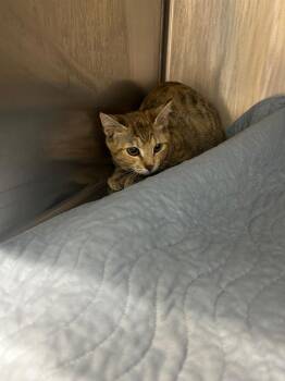 Domestic Short Hair Cats Available for Adoption - Tinker | PetCurious