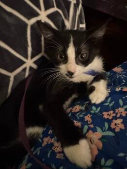 Mochi -  Domestic Short Hair Cat for Adoption in Fort Collins, Colorado - Mochi | PetCurious
