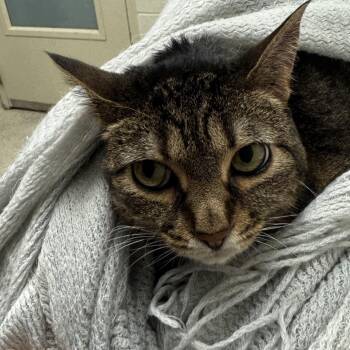 Luna -  Domestic Short Hair Cat for Adoption in Murray, Utah - Luna | PetCurious