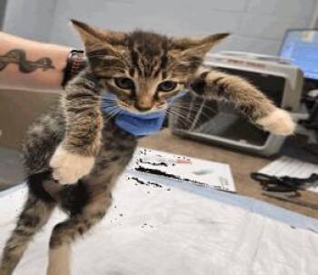 Waffles -  Domestic Short Hair Cat for Adoption in Largo, Florida - Waffles | PetCurious