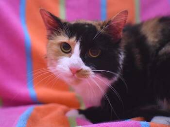 Domestic Medium Hair Cats Available for Adoption in Portland, Oregon - Uma | PetCurious