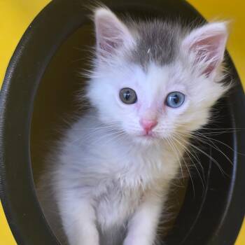 Domestic Short Hair Cats Available for Adoption in Abilene, Texas - Bertie | PetCurious