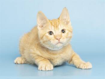 NECTARINE -  Domestic Short Hair Cat for Adoption in Phoenix, Arizona - NECTARINE | PetCurious