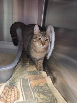 Domestic Short Hair Cats Available for Adoption in Athens, Tennessee - Vinny | PetCurious