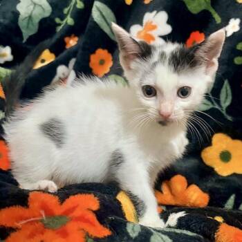 Jamie* -  Domestic Short Hair Cat for Adoption in San Gabriel, California - Jamie* | PetCurious