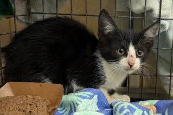 Ezra -  Domestic Short Hair Cat for Adoption in Honolulu, Hawaii - Ezra | PetCurious