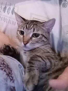 Princess Peach -  Domestic Short Hair Cat for Adoption in Chandler, Arizona - Princess Peach | PetCurious