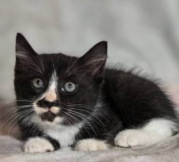 Tuxedo Cats Available for Adoption in Trophy Club, Texas - Storm | PetCurious