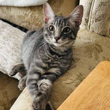 Collins Clark -  Tabby and Domestic Short Hair Cat for Adoption in Friendswood, Texas - Collins Clark | PetCurious