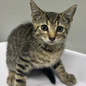 Domestic Short Hair Cats Available for Adoption in Clearwater, Florida - Haskell | PetCurious