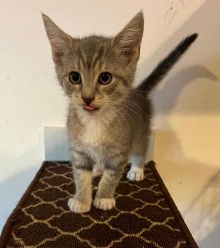 Snickers -  Domestic Short Hair Cat for Adoption in East Brunswick, New Jersey - Snickers | PetCurious