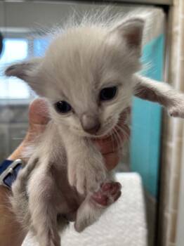 Disco Bob (DB) -  Siamese Cat for Adoption in Salinas, California - Disco Bob (DB) | PetCurious