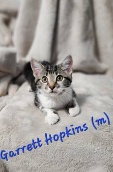 Rescue Domestic Short Hair Cats for Adoption in Clarksville, Tennessee - Garrett Hopkins | PetCurious