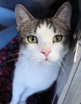 Domestic Short Hair Cats Available for Adoption - Pot O Gold | PetCurious