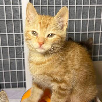 Domestic Short Hair Cats Available for Adoption - Cody | PetCurious