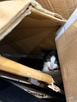 Earl (Tripp) -  Domestic Short Hair Cat for Adoption in Arthur, Ontario - Earl (Tripp) | PetCurious