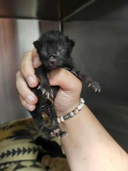 Rescue Domestic Short Hair Cats for Adoption in Republic, Missouri - Ellington | PetCurious