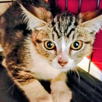 Rescue Domestic Short Hair Cats for Adoption in Belfair, Washington - Francis Frisky | PetCurious