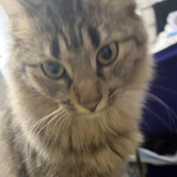 Prince - Home to Home -  Domestic Long Hair Cat for Adoption in South Elgin, Illinois - Prince - Home To Home | PetCurious