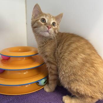 Rescue Domestic Short Hair Cats for Adoption in La Grange Park, Illinois - Orangutans 3 Of 3 (Bobtail!) | PetCurious