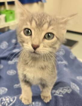 Rescue Domestic Short Hair Cats for Adoption in Yankton, South Dakota - Little George | PetCurious