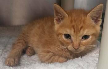 Ollie -  Domestic Short Hair Cat for Adoption in Lexington, Virginia - Ollie | PetCurious