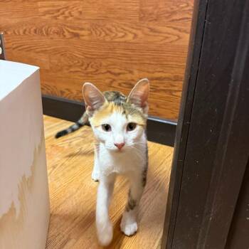 Allie -  Domestic Short Hair Cat for Adoption in Okmulgee, Oklahoma - Allie | PetCurious