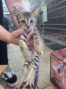 Domestic Short Hair Cats Available for Adoption in San Antonio, Texas - PIXEL | PetCurious