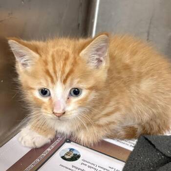 Bender -  Domestic Medium Hair Cat for Adoption in San Antonio, Texas - Bender | PetCurious