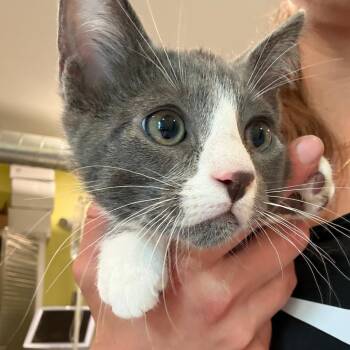 Tolkien -  Domestic Short Hair Cat for Adoption in West Des Moines, Iowa - Tolkien | PetCurious