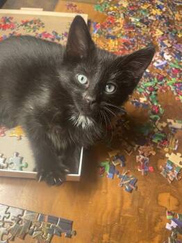 Rescue Domestic Short Hair Cats for Adoption in Ellicott City, Maryland - Napoleon "Solo" | PetCurious