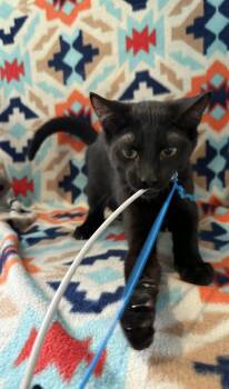 Rescue American Shorthair Cats for Adoption in Barboursville, West Virginia - Nick | PetCurious