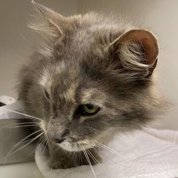 Domestic Medium Hair Cats Available for Adoption in Harrisonburg, Virginia - 70709 | PetCurious