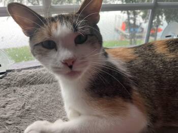 LuLu -  Domestic Short Hair Cat for Adoption in Unionville, Missouri - LuLu | PetCurious