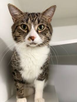 Rescue Domestic Short Hair Cats for Adoption in Huntington, Indiana - Sarge | PetCurious