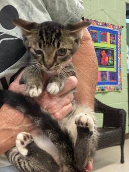 Tommy -  Domestic Short Hair Cat for Adoption in Burnsville, North Carolina - Tommy | PetCurious