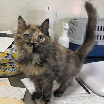 Ruby Sue -  Domestic Short Hair Cat for Adoption in Wappingers Falls, New York - Ruby Sue | PetCurious
